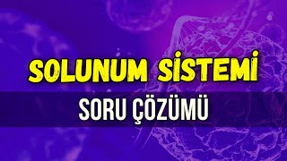 SOLUNUM SİSTEMİ SORU ÇÖZÜMÜ  Seda Hoca Biyoloji 🧬ayt2024 [upl. by Aiuqet]