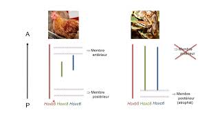 Lévolution de lexpression des gènes Hox chez les serpents et blocage de la formation des membres [upl. by Jess]