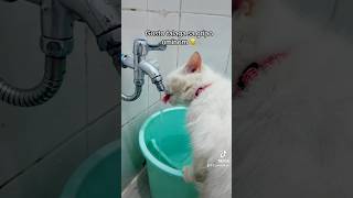 Ayaw sa inuminan gusto sa gripo 😂 linggit persian cat 3persiancats fyp tripnikim [upl. by Trah318]