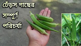 ঢেঁড়স বা ভেন্ডি গাছের পরিচর্যা।।Dharosh ba vendi gacher porichorja ladies finger plant care [upl. by Asilad572]