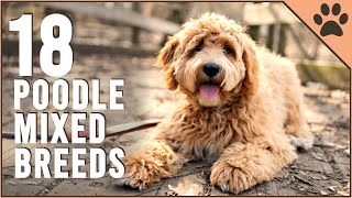 18 Poodle Mix Breeds That Will Melt Your Heart  Part 2  Dog World [upl. by Eentihw]