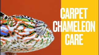 Carpet chameleon Furcifer lateralis Care [upl. by Alegnave]