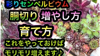 【多肉植物】【センペルビウム】センペルビウムの胴切りによる増やし方、植え替え、育て方や土などについての動画です【センペルビウムの育て方・増やし方・日常管理・土】 [upl. by Warp]