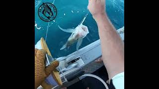 Smashed by Sharks Preview 3 shorts Fishing Charter Coral Bay Western Australia [upl. by Anual]