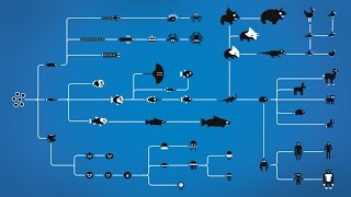 How Evolution works [upl. by Eibob]