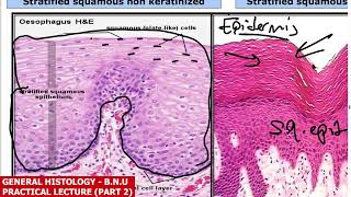 Practical Lecture Epithelium amp Connective tissue Slides  General Histology فرقة اولى بنها الاهلية [upl. by Ydac]