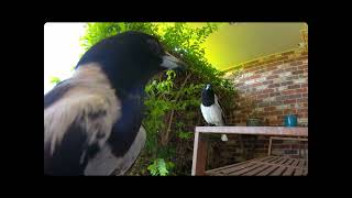 Pied Butcherbird Cracticus nigrogularis birdsong [upl. by Toma]