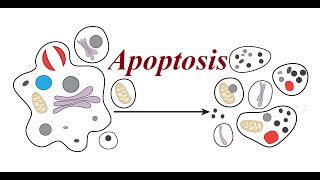 Apoptosis  Programmed cell death  2023 [upl. by Oilegor956]