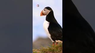 amazingfacts birds penguin tamil interestingfacts facts seabirds viralvideo [upl. by Gittel]