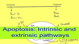 Apoptosis [upl. by Clarice359]