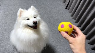 ボール遊びでテンション爆上げの犬【サモエド】 [upl. by Hancock547]