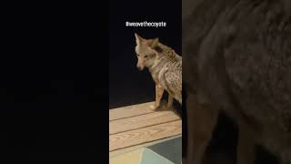 COYOTES🐺 weavethecoyote coyote dog howling duckholliday puppy cute animals new nature [upl. by Punke982]