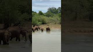 Udawalawe safari Srilanka🇱🇰 trending fruit trendingshorts viralvideo viralshorts travel [upl. by Annaul]