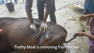 Emergency bloat removal of cow by trocar and cannula [upl. by Hanley]