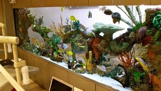 Custom Aquariums and Saltwater Fish Los Angeles [upl. by Demakis]