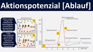 Aktionspotential Ablauf Depolarisation Repolarisation Hyperpolarisation  Biologie Oberstufe [upl. by Icak36]