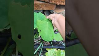 Harvesting taro leaves  Arbi ke patte shorts [upl. by Caundra]