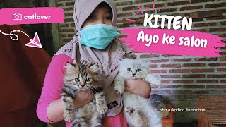 Gromming Kitten usia 3 bulan di Salon Kucing Aqila Pet Shop cat kitten grooming petshop persian [upl. by Eelam]