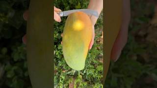 🥭How To Cut Tasty Mango On My Farm 🥭ASMR  Fresh Fruit Cutting In My Farm [upl. by Klemm]