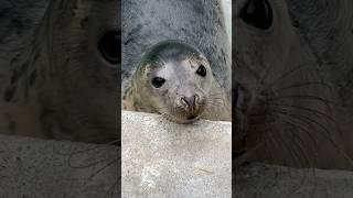 Mindful Moments  Seal Sanctuary Gweek Cornwall  capcut capcutcaptions [upl. by Vandervelde]