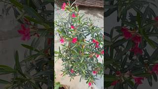 Kaner Plant Ko Boost Karein🪴kaner oleander flowers gardening plants [upl. by Anilyx362]