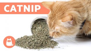 CATNIP PARA GATOS ¿qué es  Efectos y Beneficios [upl. by Annyahs]