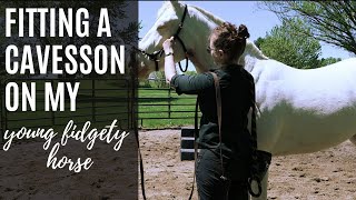 How to Fit a Lunge Cavesson  Equestrian Education  Classical Groundwork [upl. by Sumaes901]