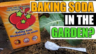 7 Uses For Baking Soda In The Garden [upl. by Joliet]