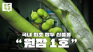 국내 재배 가능한 1호 품종개발 슈퍼푸드 잠두  ㅎㄷㅋㄹ [upl. by Eiuqcaj]