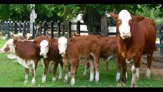 Cría de ganado Simmental para la producción de Leche  TvAgro por Juan Gonzalo Angel [upl. by Tippets926]