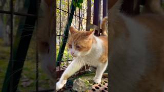 Cute homeless cat cat [upl. by Alesiram]