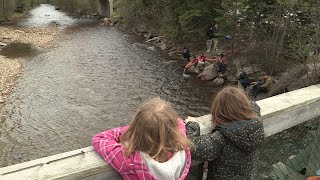 2024 Swift Creek Salmon Fry Release [upl. by Peri911]