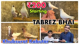 Beautiful Pigeon Desi Breeding At TABREZ BHAI  Khubsurat Kabootar In Bhiwandi [upl. by Imoian]