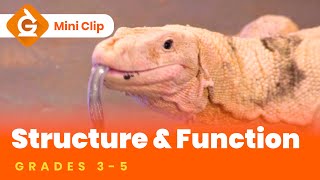 Structure amp Function for Kids  Science Lesson for Grades 35  MiniClip [upl. by Spooner342]