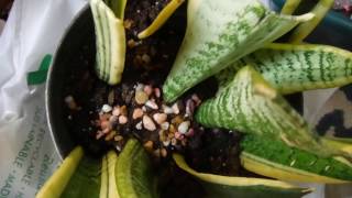 GROWING SNAKE PLANTS FROM LEAF CUTTINGS [upl. by Htiekal]