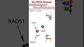 Homologydependent double strand DNA break repair animation csirnetgate [upl. by Annoirb]