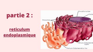 Réticulum Endoplasmique  Partie 2  Biologie cellulaire  2020 شرح بالدارجة [upl. by Esta]