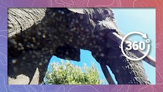 Sit Under an African Elephant in 360 VR  Wildlife Protection Solutions [upl. by Nadroj]