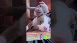 American Pit Bull Terrier Puppy Bringing Joy to Moody [upl. by Niahs]