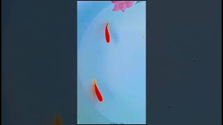 tish Chandy fish🐠🐠😘shortvideo Tanjil Hossain Village Life [upl. by Irneh]