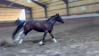 Smart Smokin Haidas  2021 Filly  Free Movement [upl. by Hatch]