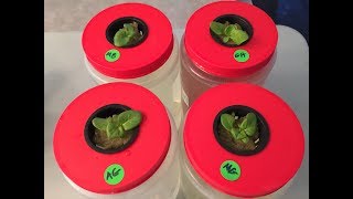 How To Start Seedlings For Hydroponic and The Importance of Proper Lighting [upl. by Noma]