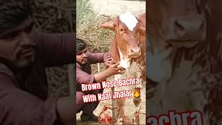 Brown Nose Bachra With Naaf Jhalar🔥youtubeshorts bakraeidspecial cowmandi millionviews [upl. by Oslec]