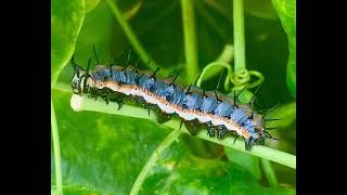 Small fleshy stub seen on the abdomen of this caterpillar is called a“ Proleg”which helps in motion [upl. by Pages479]