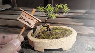 Selfwatering bonsai [upl. by Aitnic46]