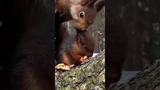 Sciurus vulgaris ognevvulgaris ognevi Sciurini Eastern gray squirrel [upl. by Nuj]