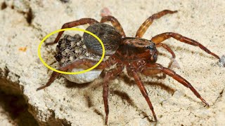 How Wolf Spider Giving Birth To 100 Babies [upl. by Oniluap]