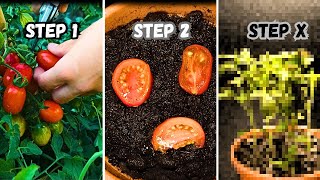 How to plant Tomato step by step [upl. by Dygall]