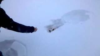 Funniest video of Oliver the corgi thrown in fresh soft deep snow [upl. by Herzig]