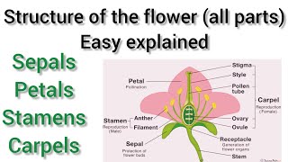 structure of the flower sepals  petals  carpels stamens  Basic concept  easy explained [upl. by Klenk]